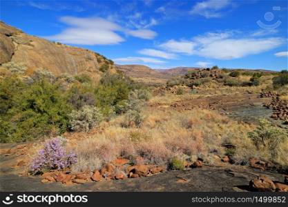 Scenic landscape with wildflowers, Mountain Zebra National Park, South Africa