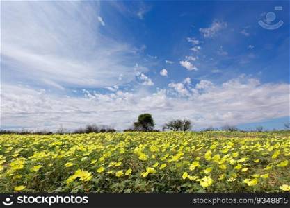 Scenic landscape with yellow flowers of Tribulus zeyheri, Kalahari desert, South Africa
