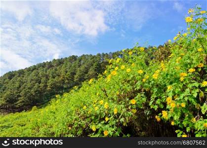 Scenic nature Doi Mae Uko mountain at Mae Hong Son province in northern of Thailand.