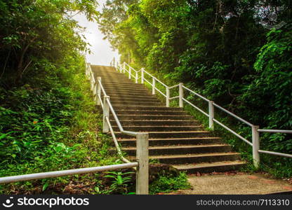 Scenic nature trails, woodland