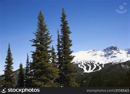 Scenic of pine trees and mountain ski trails.