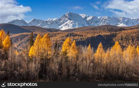 Scenic panoramic low angle view of snowy mountain peaks of North Chuyskiy ridge. Beautiful blue cloudy sky as a background. Golden trees in the foreground. Fall time. Altai mountains, Siberia, Russia.. Scenic panoramic low angle view of snowy mountain peaks of North Chuyskiy ridge. Beautiful blue cloudy sky as a background. Golden trees in the foreground. Fall time. Altai mountains, Siberia, Russia