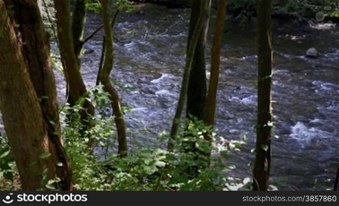 Scenic river through the forest in the Smokey Mountains