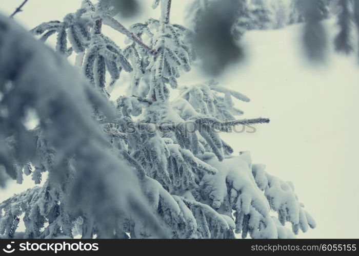 Scenic snow-covered forest in winter