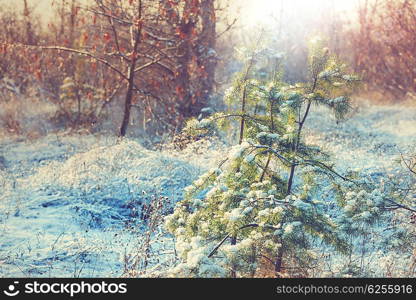 Scenic snow-covered forest in winter