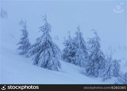 Scenic snow-covered forest in winter