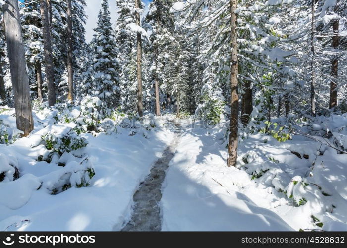 Scenic snow-covered forest in winter season. Good for Christmas background.