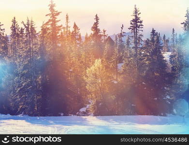 Scenic snow-covered forest in winter season. Good for Christmas background.