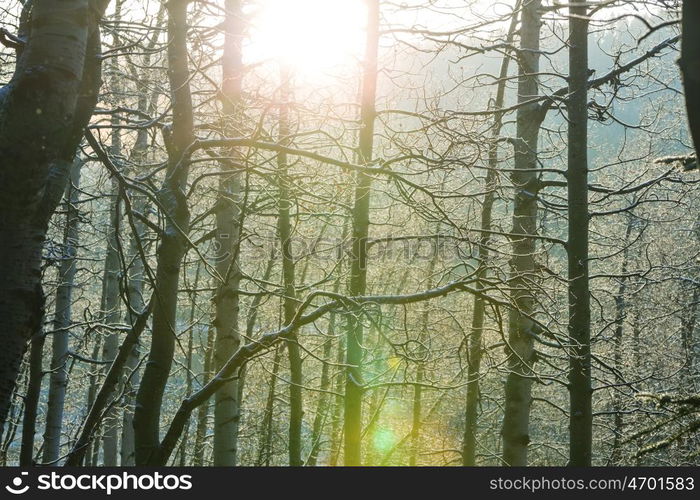 Scenic snow-covered forest in winter season. Good for Christmas background.