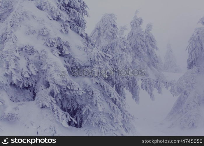 Scenic snow-covered forest in winter season. Good for Christmas background.