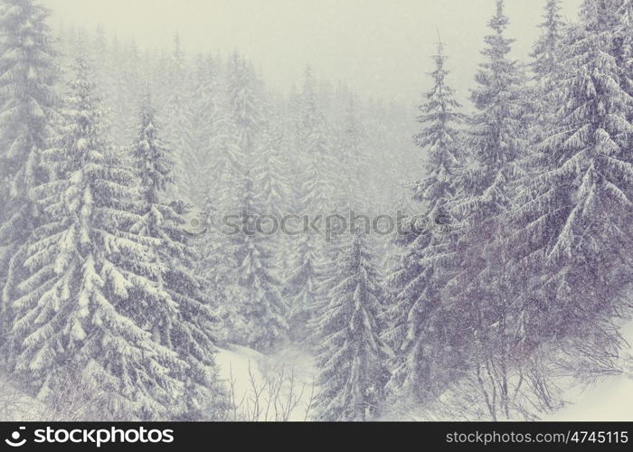 Scenic snow-covered forest in winter season. Good for Christmas background.