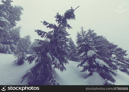 Scenic snow-covered forest in winter season. Good for Christmas background.