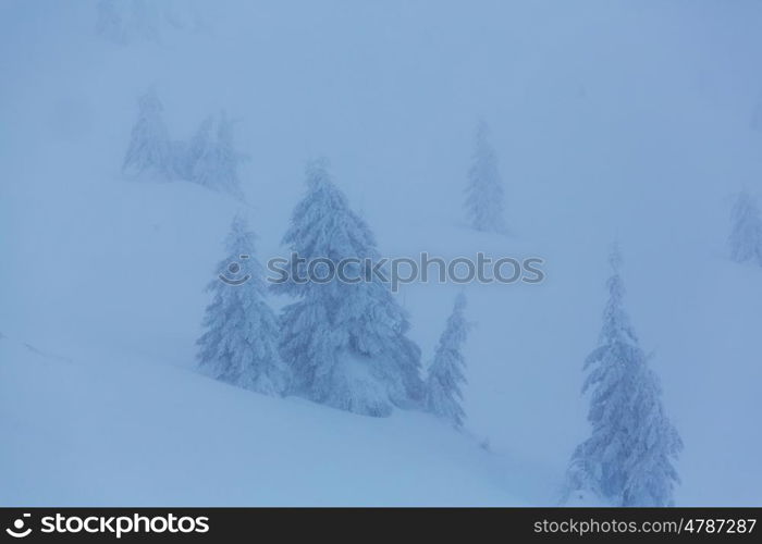 Scenic snow-covered forest in winter season. Good for Christmas background.