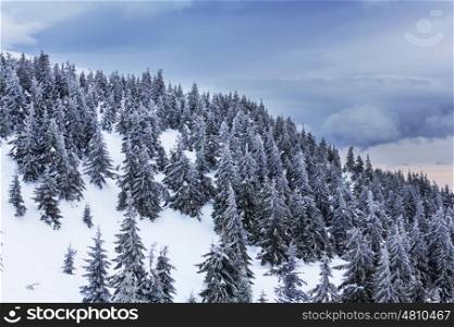 Scenic snow-covered forest in winter season. Good for Christmas background.