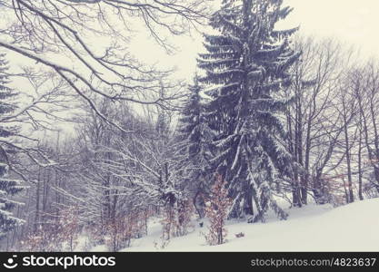 Scenic snow-covered forest in winter season. Good for Christmas background.