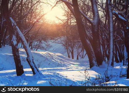 Scenic snow-covered forest in winter season. Good for Christmas background.