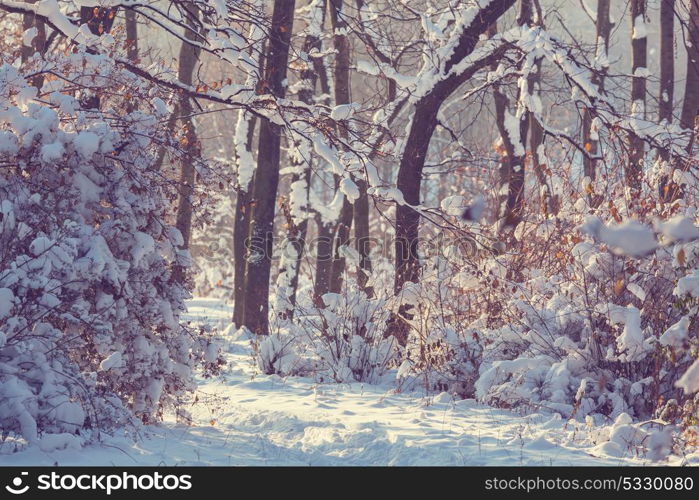 Scenic snow-covered forest in winter season. Good for Christmas background.