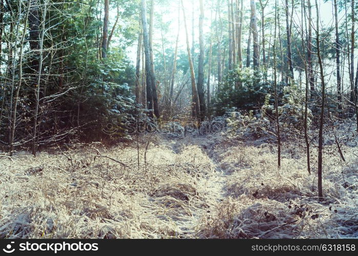 Scenic snow-covered forest in winter season. Good for Christmas background.