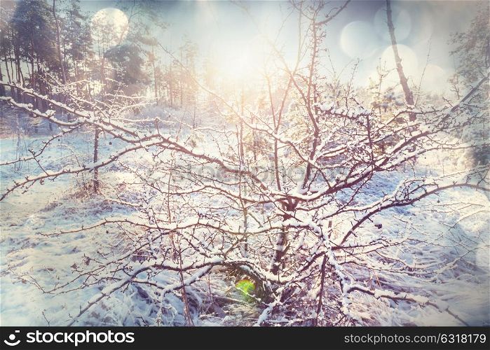 Scenic snow-covered forest in winter season. Good for Christmas background.