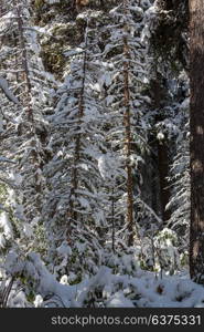 Scenic snow-covered forest in winter season. Good for Christmas background.