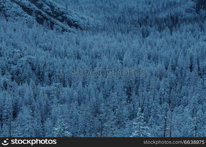 Scenic snow-covered forest in winter season. Good for Christmas background.