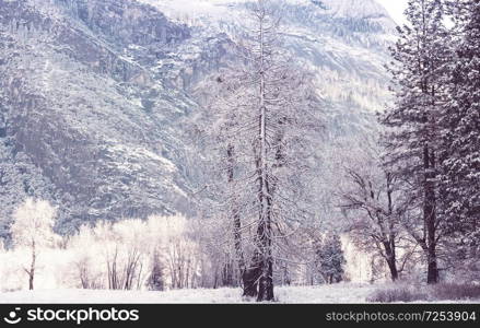 Scenic snow-covered forest in winter season. Good for Christmas background.