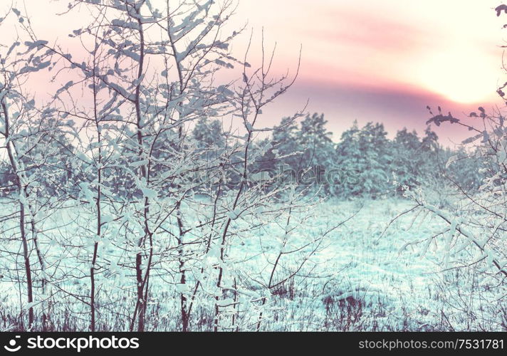 Scenic snow-covered forest in winter season. Good for Christmas background.