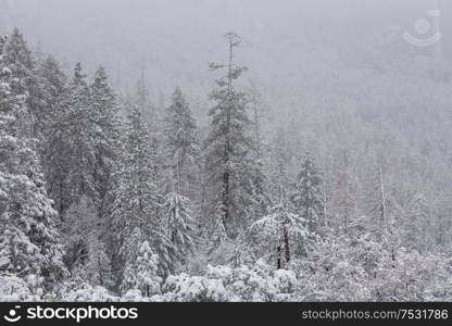 Scenic snow-covered forest in winter season. Good for Christmas background.