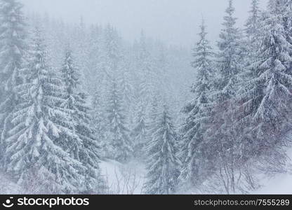 Scenic snow-covered forest in winter season. Good for Christmas background.