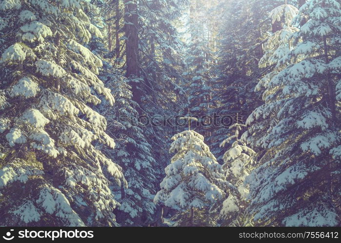 Scenic snow-covered forest in winter season. Good for Christmas background.