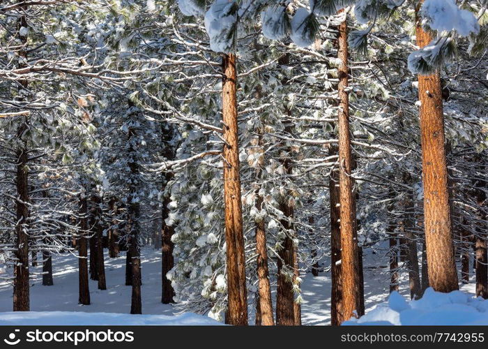 Scenic snow-covered forest in winter season. Good for Christmas background.