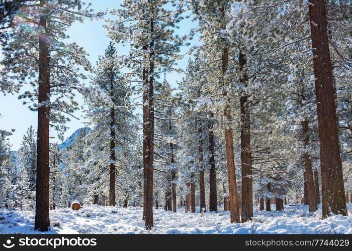 Scenic snow-covered forest in winter season. Good for Christmas background.