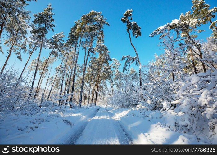 Scenic snow-covered forest in winter season. Good for Christmas background.