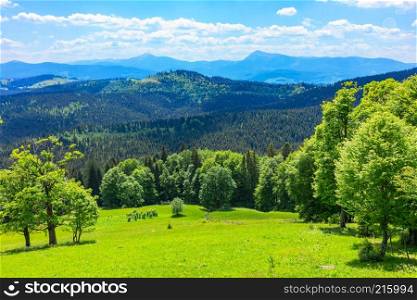 Scenic summer view of Carpathian Mountains landscape with green forests, hills, grassy meadows and blue sky in Ukraine