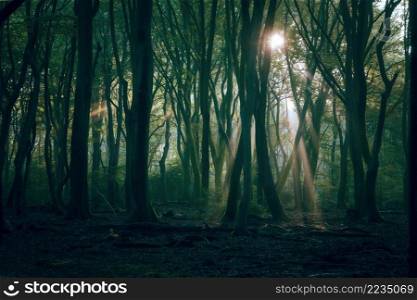 Scenic sunrise in forest. Rays of the sun shine through trees. Light fog adds some mystery to the landscape. Sunny forest early in the morning.. Dark autumn forest with the first light of the sun
