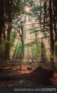 Scenic sunrise in forest. Rays of the sun shine through trees. Light fog adds some mystery to the landscape. Sunny forest early in the morning.. Dark autumn forest with the first light of the sun