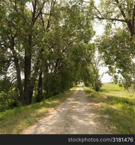 Scenic tree lined rural gravel road in country.