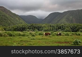 Scenic valley in Hawaii with cattle grazing