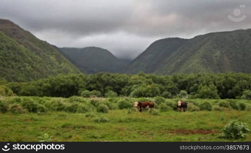 Scenic valley in Hawaii with cattle grazing