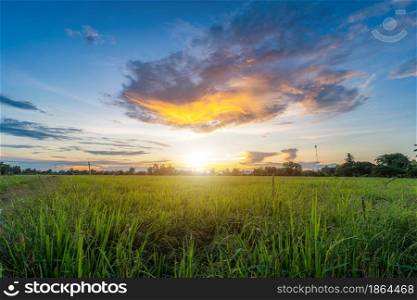 Scenic view landscape of Rice field green grass with field cornfield or in Asia country agriculture harvest with fluffy clouds blue sky sunset evening background.