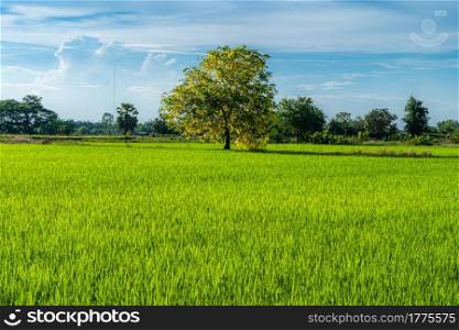 Scenic view landscape of Rice field green grass with field cornfield with solitary Yellow flowers Cassia Fistula tree in country agriculture harvest with fluffy clouds blue sky daylight background.