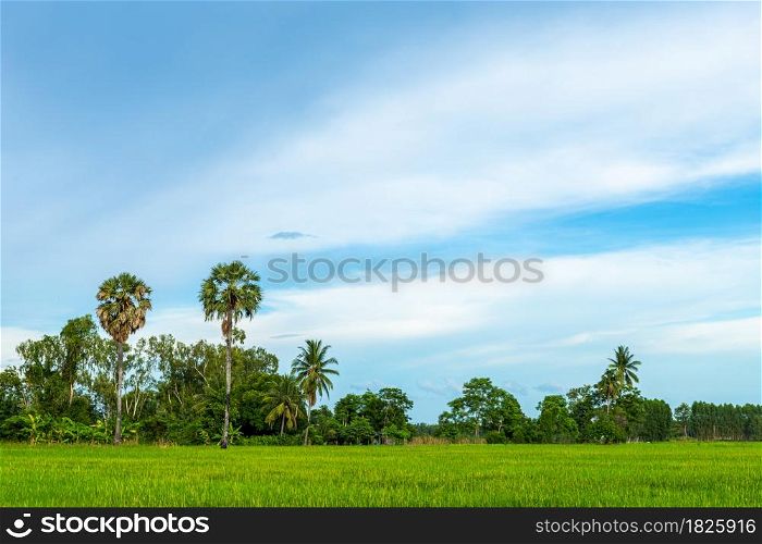 Scenic view landscape of sugar palm with field green grass with field cornfield in Asia country agriculture harvest with fluffy clouds blue sky daylight background.