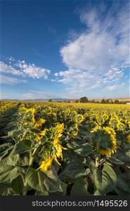 Scenic view of a field of sunflowers on a sunny day.