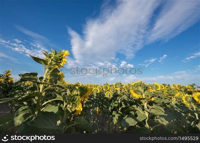 Scenic view of a field of sunflowers on a sunny day.
