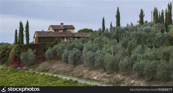 Scenic view of a house in village with vineyard, Tuscany, Italy