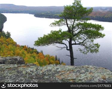 Scenic view of a lake and lone pine tree in Algonquin provincial park Ontario Canada from hill top