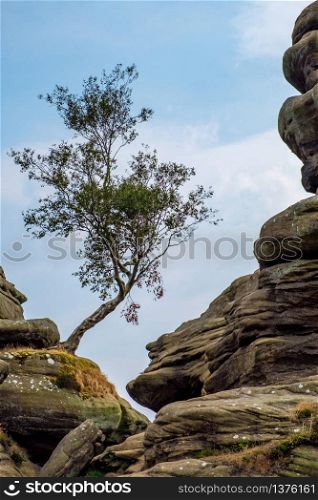 Scenic view of a tree growing on Brimham Rocks in Yorkshire Dales National Park