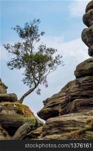 Scenic view of a tree growing on Brimham Rocks in Yorkshire Dales National Park