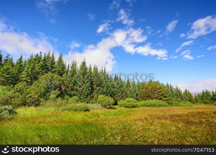 scenic view of beautiful green tree with blue sky, Iceland, selective focus
