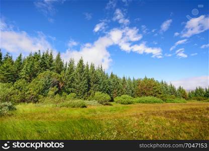scenic view of beautiful green tree with blue sky, Iceland, selective focus